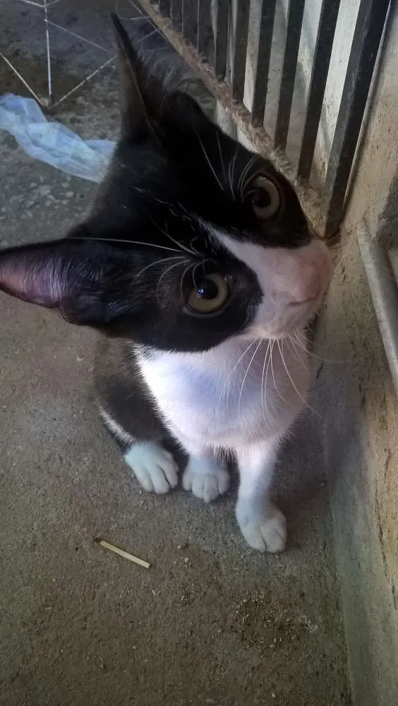 Gato ra a sem raça definida idade 2 a 6 meses nome sem nome