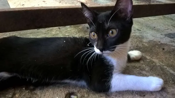 Gato ra a sem raça definida idade 2 a 6 meses nome sem nome