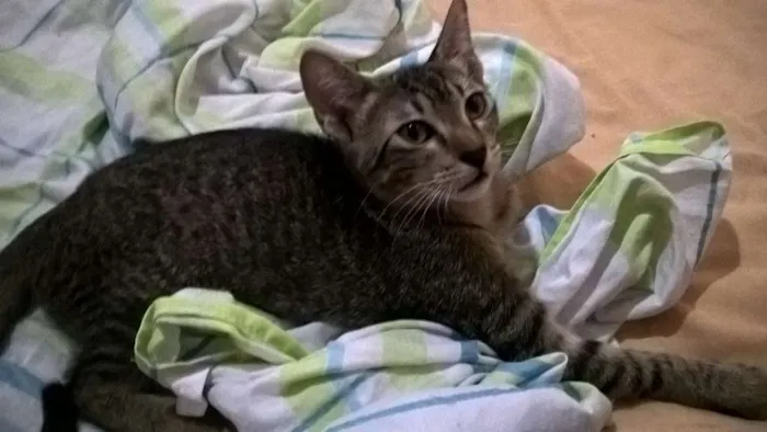 Gato ra a sem raça definida idade 2 a 6 meses nome sem nome