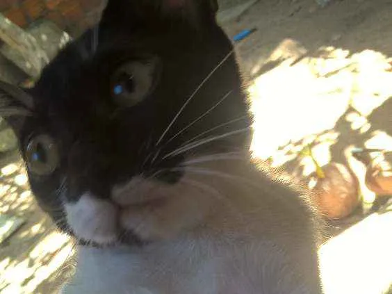 Gato ra a sem raça definida idade 2 a 6 meses nome sem nome