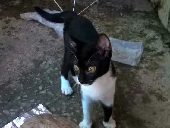 Gato ra a sem raça definida idade 2 a 6 meses nome sem nome