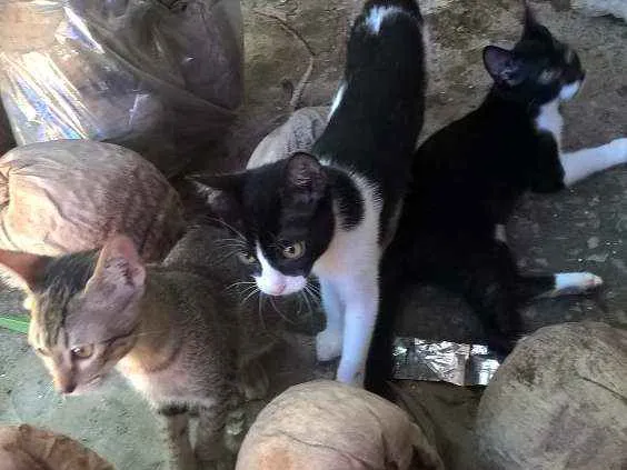 Gato ra a sem raça definida idade 2 a 6 meses nome sem nome