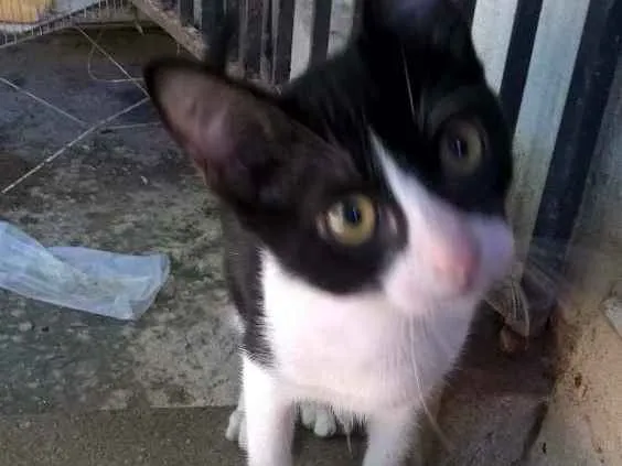 Gato ra a sem raça definida idade 2 a 6 meses nome sem nome