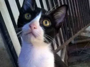 Gato raça sem raça definida idade 2 a 6 meses nome sem nome