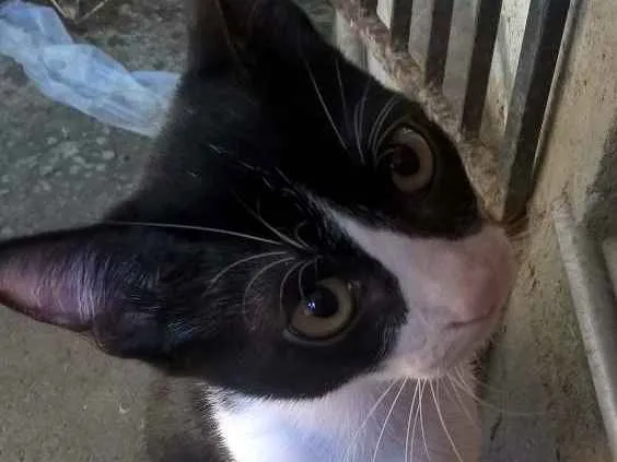 Gato ra a sem raça definida idade 2 a 6 meses nome sem nome