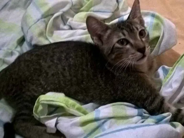 Gato ra a sem raça definida idade 2 a 6 meses nome sem nome