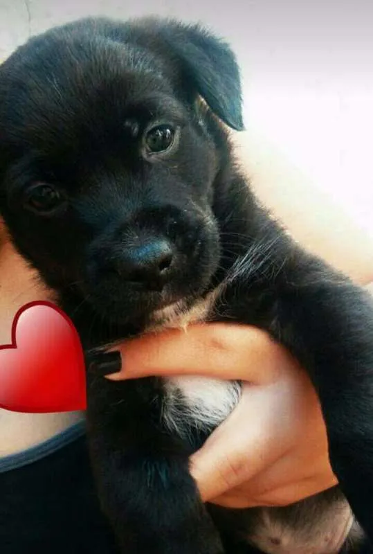 Cachorro ra a SRD idade Abaixo de 2 meses nome Sem nome 