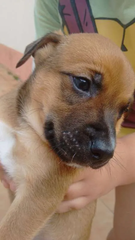 Cachorro ra a SRD idade Abaixo de 2 meses nome Sem nome 