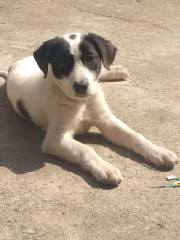 Cachorro ra a Srd idade 2 a 6 meses nome Lucky