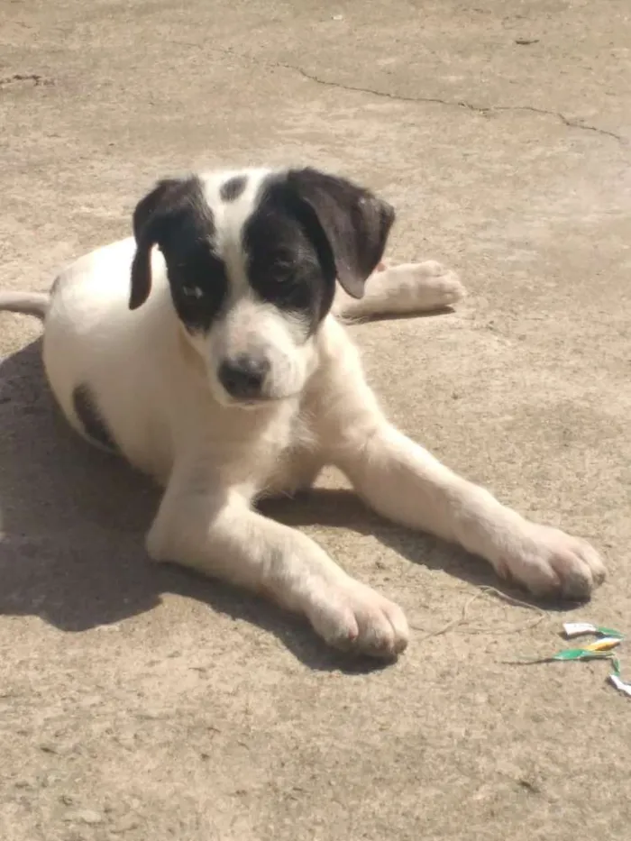 Cachorro ra a Srd idade 2 a 6 meses nome Lucky