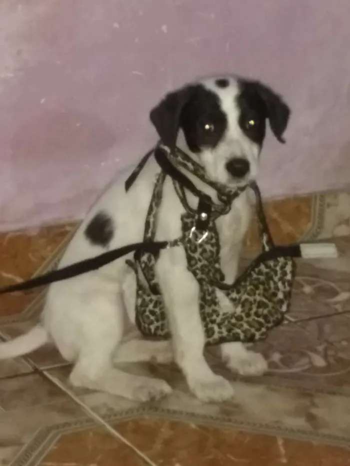 Cachorro ra a Srd idade 2 a 6 meses nome Lucky