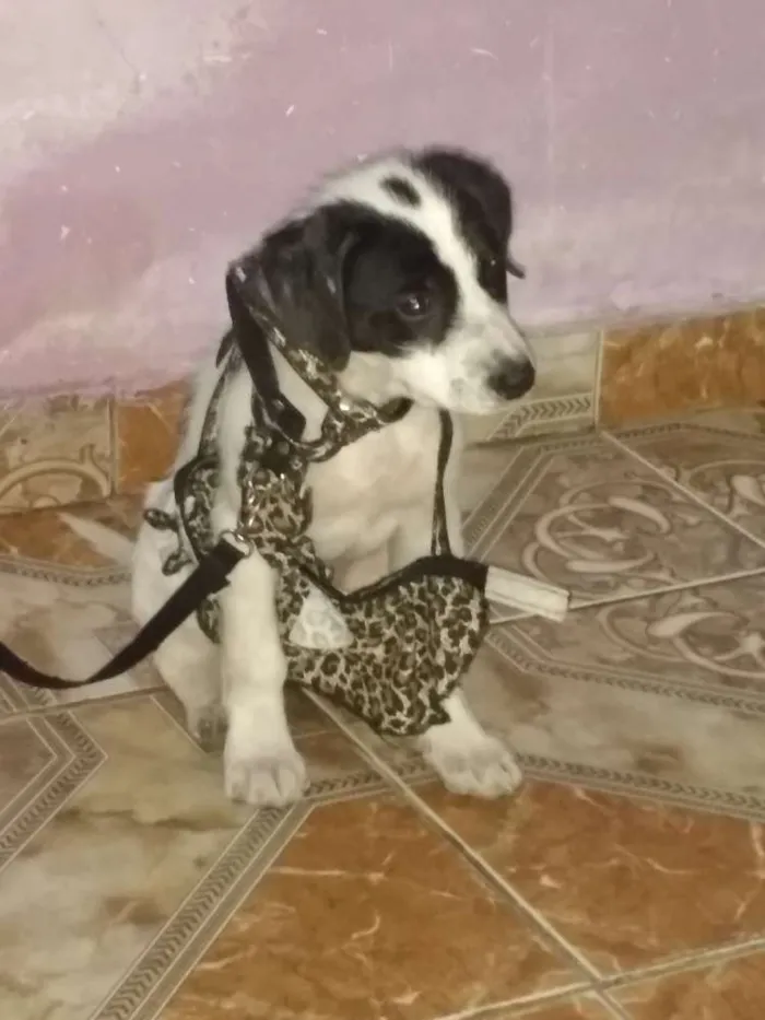 Cachorro ra a Srd idade 2 a 6 meses nome Lucky