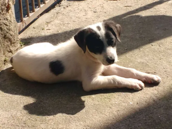 Cachorro ra a Srd idade 2 a 6 meses nome Lucky