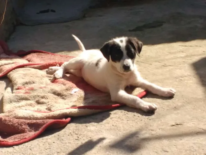 Cachorro ra a Srd idade 2 a 6 meses nome Lucky