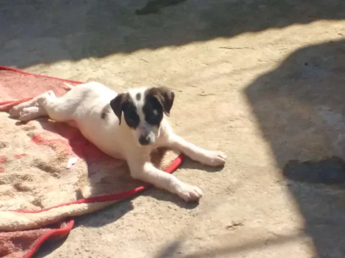 Cachorro ra a Srd idade 2 a 6 meses nome Lucky