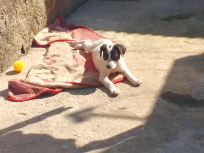Cachorro ra a Srd idade 2 a 6 meses nome Lucky