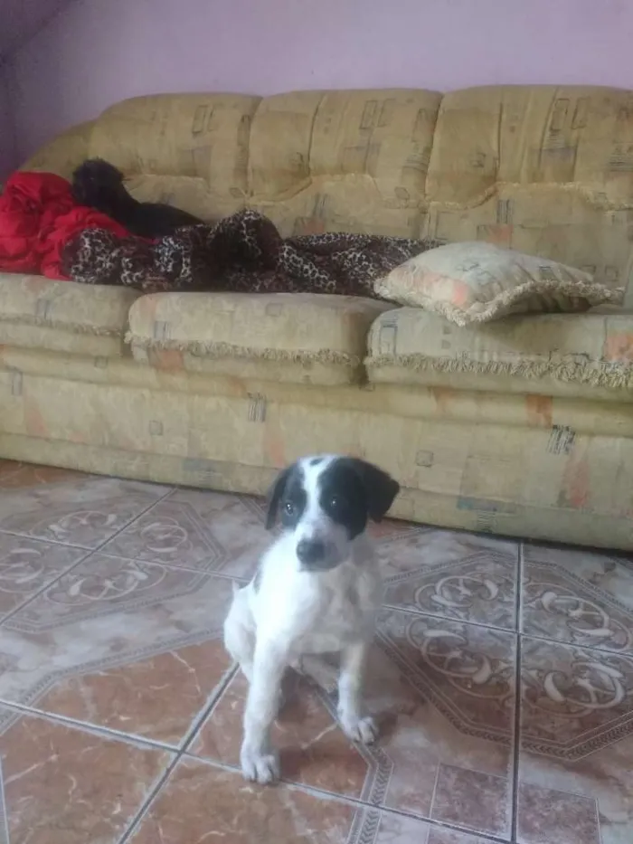 Cachorro ra a Srd idade 2 a 6 meses nome Lucky