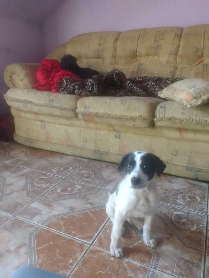 Cachorro ra a Srd idade 2 a 6 meses nome Lucky