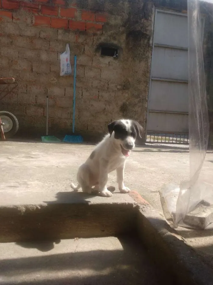 Cachorro ra a Srd idade 2 a 6 meses nome Lucky