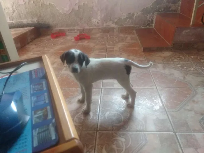 Cachorro ra a Srd idade 2 a 6 meses nome Lucky