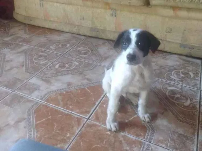 Cachorro ra a Srd idade 2 a 6 meses nome Lucky