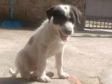Cachorro ra a Srd idade 2 a 6 meses nome Lucky