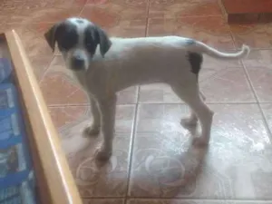 Cachorro raça Srd idade 2 a 6 meses nome Lucky