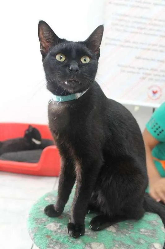 Gato ra a  idade 2 anos nome Brad