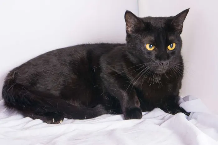 Gato ra a  idade 2 anos nome Brad