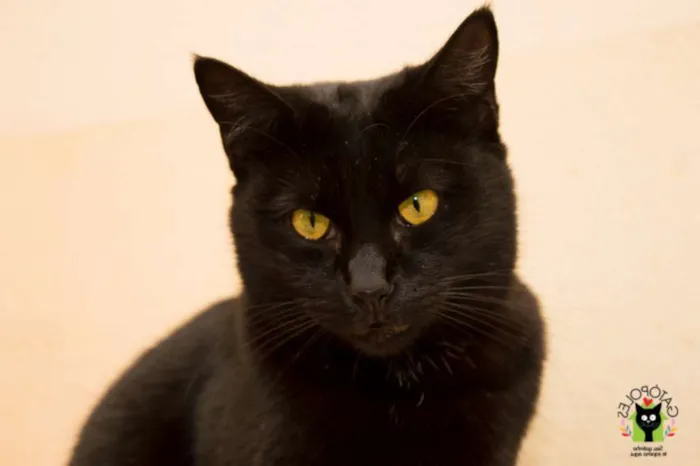 Gato ra a  idade 2 anos nome Brad