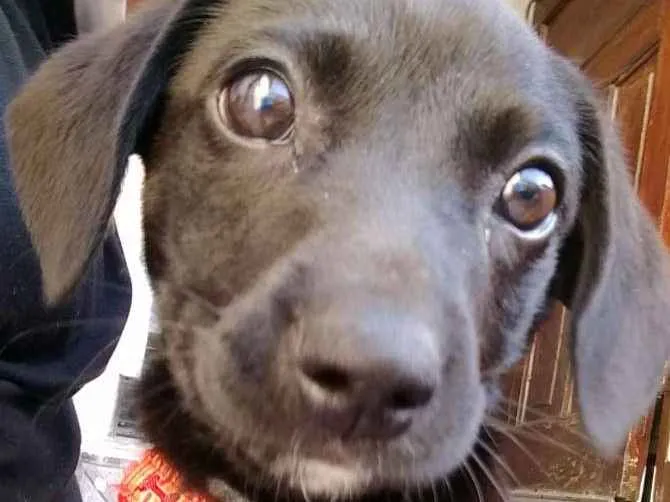 Cachorro ra a Vira lata  idade 2 a 6 meses nome Lana