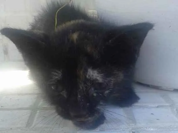 Gato raça viralata idade Abaixo de 2 meses nome Maria