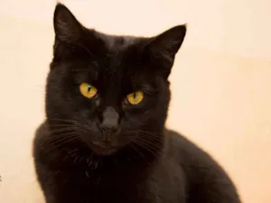 Gato raça  idade 2 anos nome Brad
