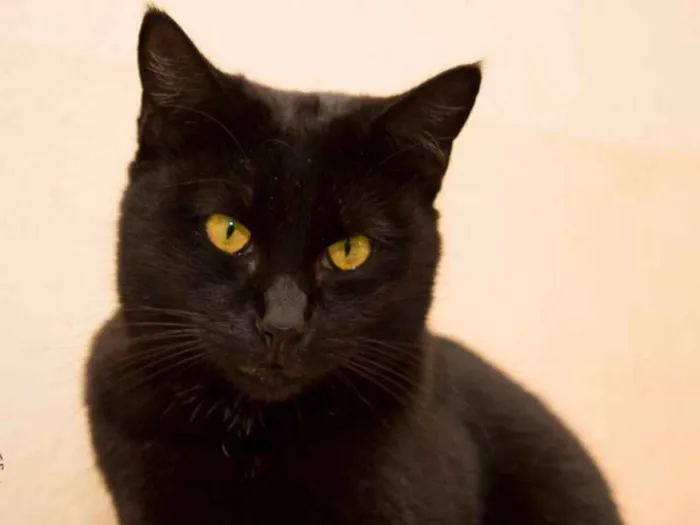 Gato ra a  idade 2 anos nome Brad