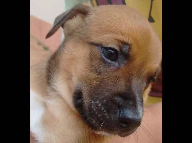 Cachorro ra a SRD idade Abaixo de 2 meses nome Sem nome 