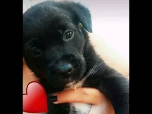 Cachorro raça SRD idade Abaixo de 2 meses nome Sem nome 