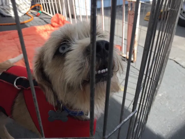 Cachorro ra a Lhasa Apson idade 1 ano nome Lenthy