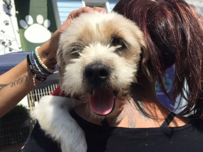 Cachorro ra a Lhasa Apson idade 1 ano nome Lenthy