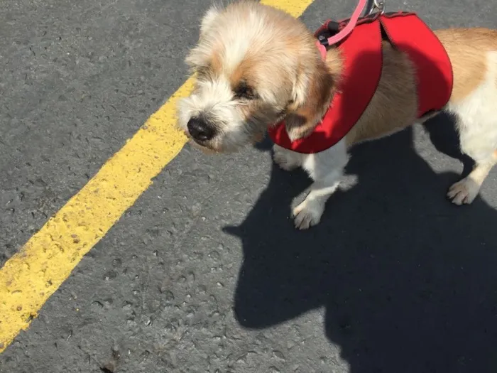Cachorro ra a Lhasa Apson idade 1 ano nome Lenthy