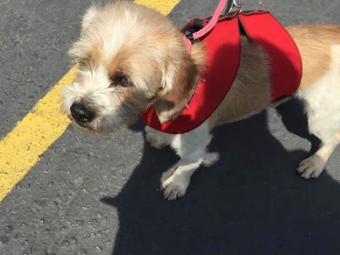 Cachorro ra a Lhasa Apson idade 1 ano nome Lenthy