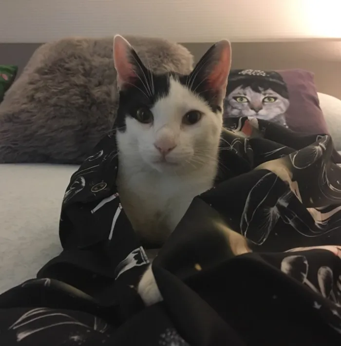 Gato ra a SRD idade 7 a 11 meses nome Chantilly