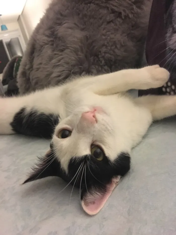 Gato ra a SRD idade 7 a 11 meses nome Chantilly