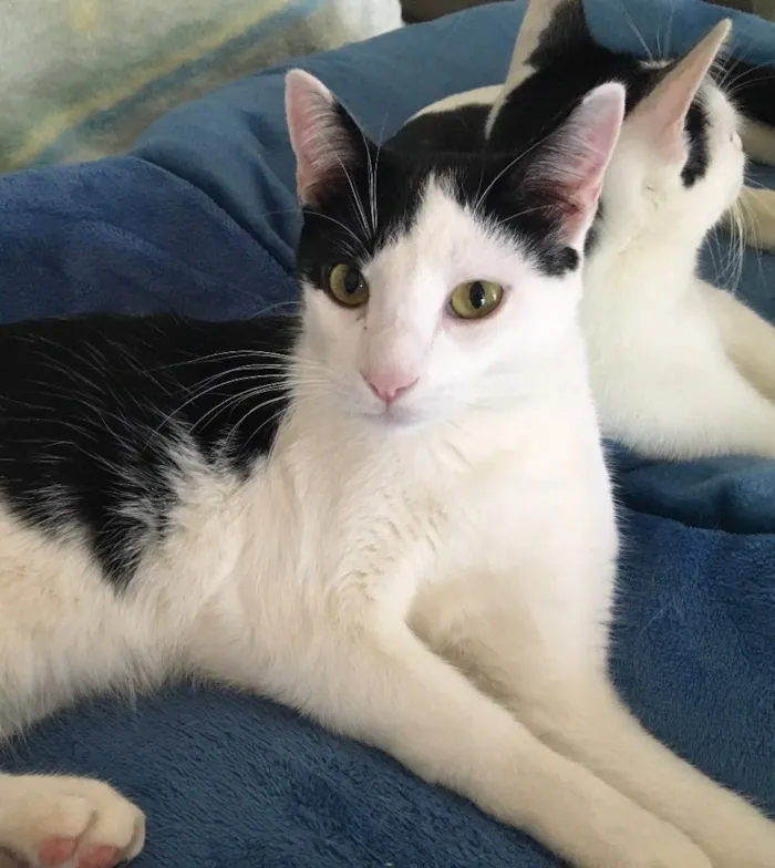 Gato ra a SRD idade 7 a 11 meses nome Chantilly