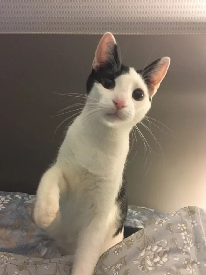 Gato ra a SRD idade 7 a 11 meses nome Chantilly