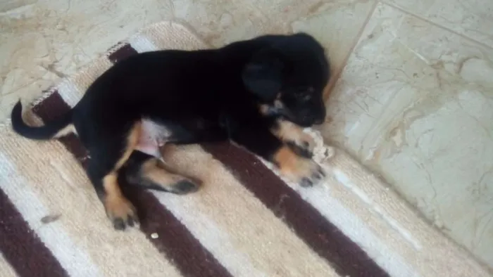 Cachorro ra a Indefinida idade 2 a 6 meses nome Filhotes