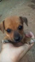 Filhotes