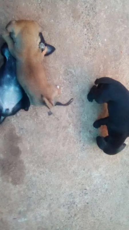 Cachorro ra a Indefinida idade 2 a 6 meses nome Filhotes
