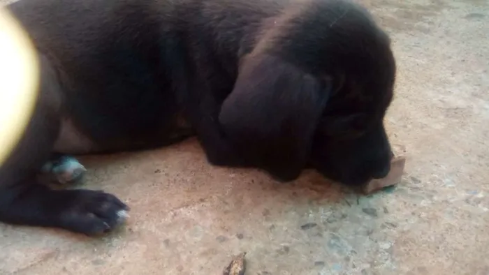 Cachorro ra a Indefinida idade 2 a 6 meses nome Filhotes