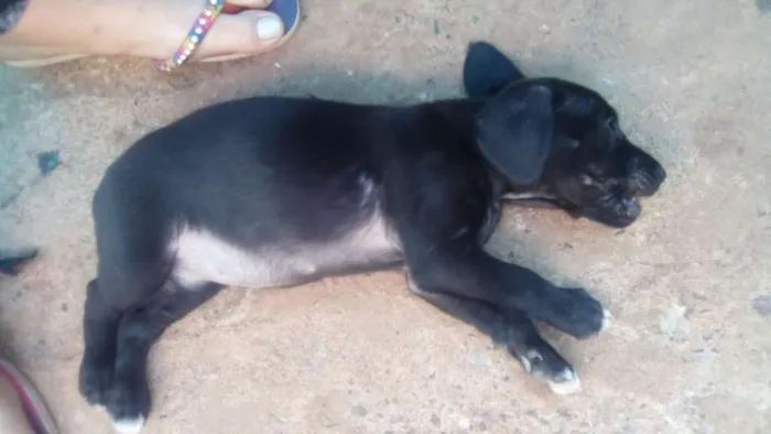 Cachorro ra a Indefinida idade 2 a 6 meses nome Filhotes