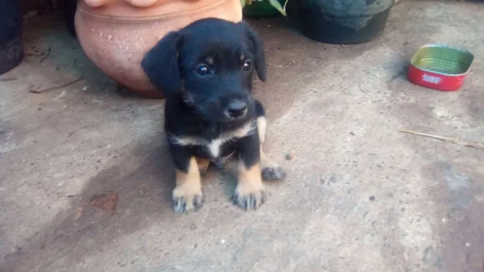 Cachorro ra a Indefinida idade 2 a 6 meses nome Filhotes